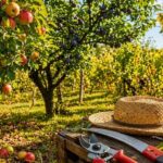 Taillez ces 3 arbres fruitiers en septembre pour obtenir une meilleure récolte l’an prochain